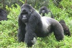 8day Bwindi GorillaTrekking,Queen Elizabeth Wildlife and Kibale Chimpanze safari