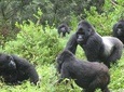 10days Uganda Mountain Gorillas, River Nile, Volcanoes and lake bunyonyi Safari 