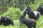10days Uganda Mountain Gorillas, River Nile, Volcanoes and lake bunyonyi Safari 