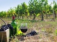 8-hour Cultural Tour in Athens and Nemea Wine Tour shore excursion