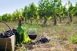 8-hour Cultural Tour in Athens and Nemea Wine Tour shore excursion