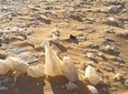 White Desert and Bahariya Oasis Tour 3 Days 2 Nights 