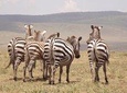 7 Days Best Luxury Safari To Tanzania