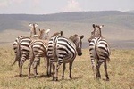 7 Days Best Luxury Safari To Tanzania