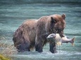 Focus on Haines Private Nature / Photography tour