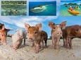  Pig Island Experience By Speed Boat, Snorkeling, Kayaking Relaxing on the Beach