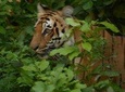 2 Nights Stay at Dhikala Zone in Jim Corbett National Park