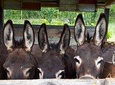 Book Your Donkey Farm Tour