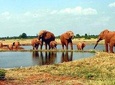  5 Days Kenya Safari in Tsavo East and West, Amboseli, and Taita Hills.