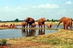  5 Days Kenya Safari in Tsavo East and West, Amboseli, and Taita Hills.