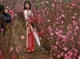 Peach blossom watching tour 