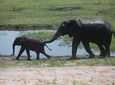 Chobe half day trip 