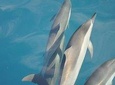 Swimming with the Dolphins