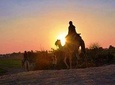 Camel Riding Tours Luxor