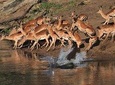 5 Day Wildlife Photographic Safari - Kruger National Park - B1 Photo Safaris