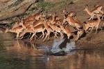 5 Day Wildlife Photographic Safari - Kruger National Park - B1 Photo Safaris