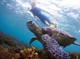 Ultimate Circle Island Tours - Full Day Experience
