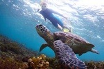 Ultimate Circle Island Tours - Full Day Experience