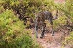 Private 3 Days Samburu National Park Safari All Inclusive