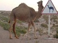 Overnight Small-Group Desert Tour from Fez with Camel Ride and Desert Camp