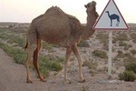 Overnight Small-Group Desert Tour from Fez with Camel Ride and Desert Camp