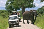Amboseli National Park Guided Full Day Tour