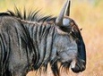 4 Days Masai Mara and Lake Nakuru