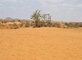 Desert landscape