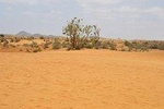 Desert landscape