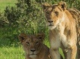 3 Days Tsavo National Park Safari in Kenya