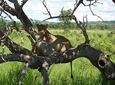 3 Days Tanzania Safari - Emnel Adventures