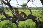 3 Days Tanzania Safari - Emnel Adventures