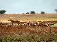 2 DAYS TSAVO EAST SAFARI OFFER (minimum 2 pax)