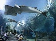 Pattaya Underwater World Tickest And Optional Hotel Pick up