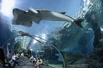 Pattaya Underwater World Tickest And Optional Hotel Pick up