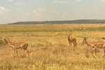 3 Days Amboseli National Park