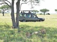 Amazing 2 Days Safaris To Serengeti From Mwanza Tanzania