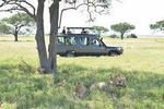 Amazing 2 Days Safaris To Serengeti From Mwanza Tanzania