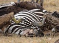 4 Day Serengeti and Ngorongoro crater