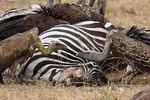 4 Day Serengeti and Ngorongoro crater
