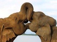 Amazing Sri Lanka (25 Days)