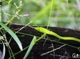 Borneo Kinabatangan River Cruise Day Trip
