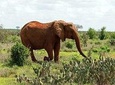 1 Day Tsavo East Safari from Kenya Coast 