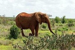 1 Day Tsavo East Safari from Kenya Coast 