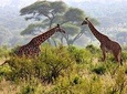 Day Tour Safari Arusha National Park