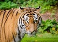Jaipur Ranthambore Same Day Tour