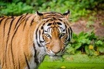 Jaipur Ranthambore Same Day Tour