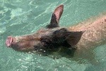 Swimming Pigs or Boat Excursions