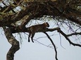  5 Days Tanzania Safari from Mwanza to Arusha 