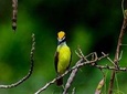 Birdwatching at The Mayan Cities with ciertified guide 